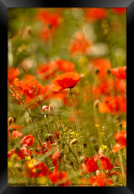 Summer Poppies Framed Print by Simon Johnson
