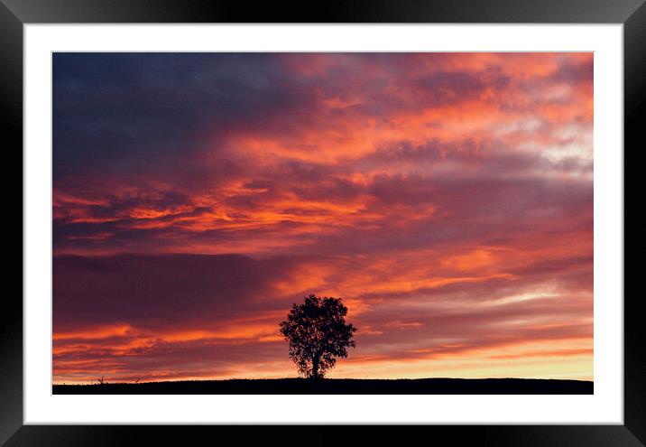 isolated tree at sunset Framed Mounted Print by Simon Johnson