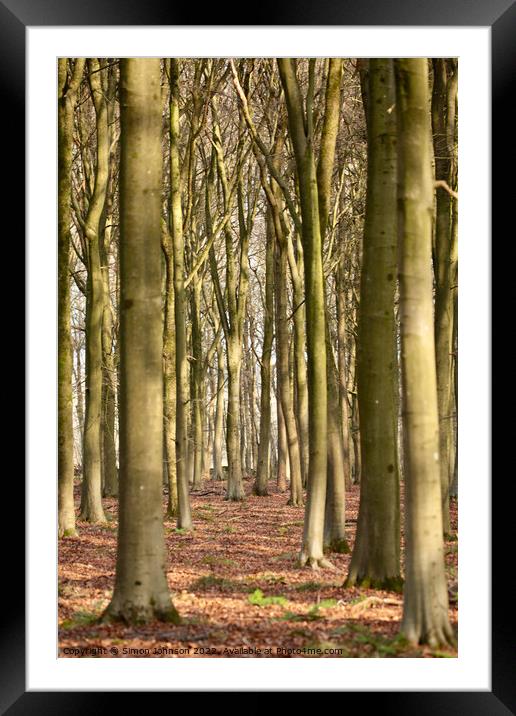 Beech Woodland Framed Mounted Print by Simon Johnson