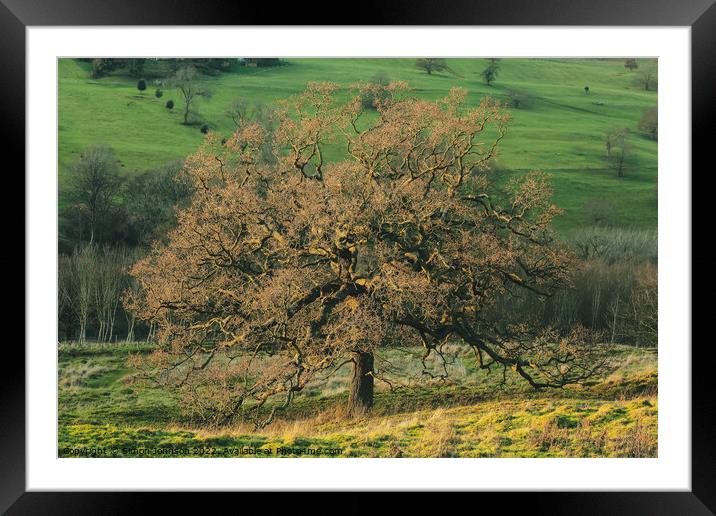 The British Oak Tree Framed Mounted Print by Simon Johnson