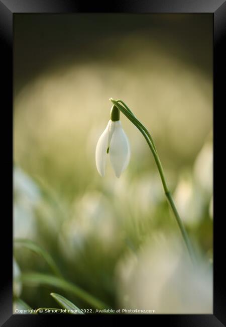 sunlit snowdrop flower Framed Print by Simon Johnson