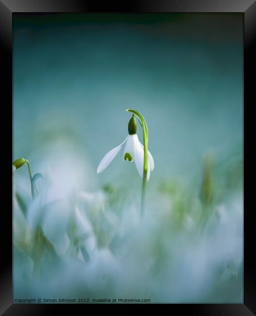 A close up of a  Snowdrop flower Framed Print by Simon Johnson