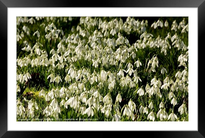 Multitude of Snowdrops Framed Mounted Print by Simon Johnson
