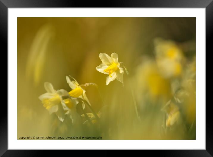 Daffodil World Framed Mounted Print by Simon Johnson