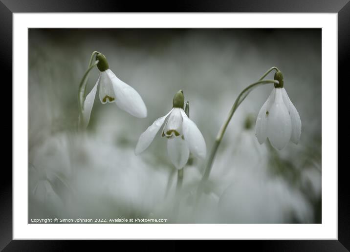 Three Snowdrops Framed Mounted Print by Simon Johnson