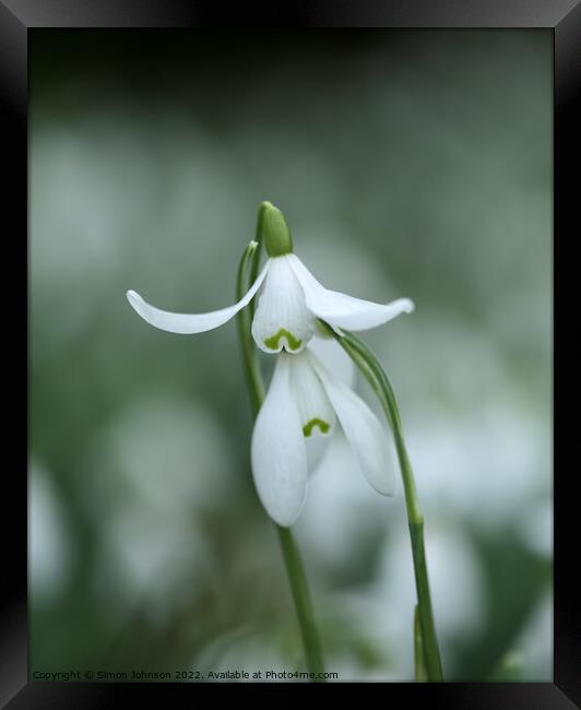 performing snowdrop Framed Print by Simon Johnson