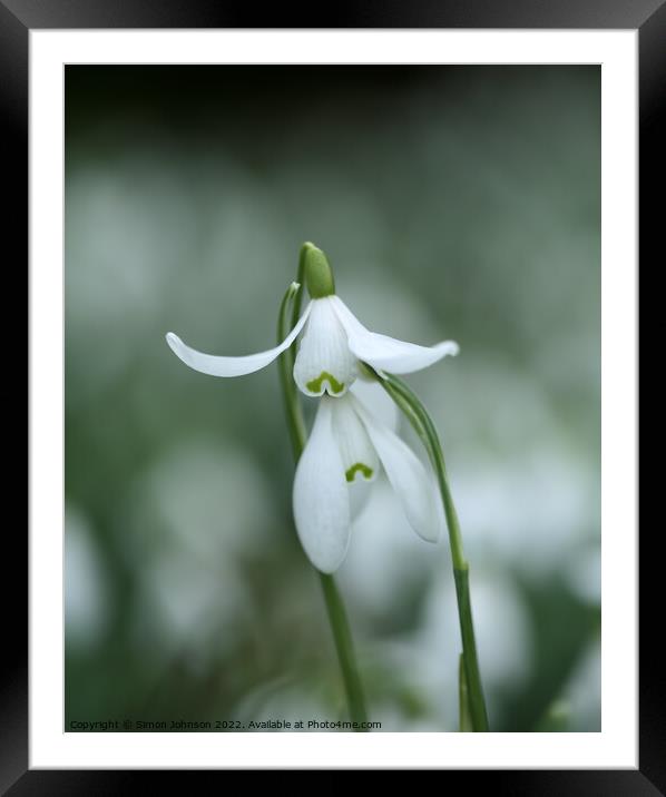 performing snowdrop Framed Mounted Print by Simon Johnson