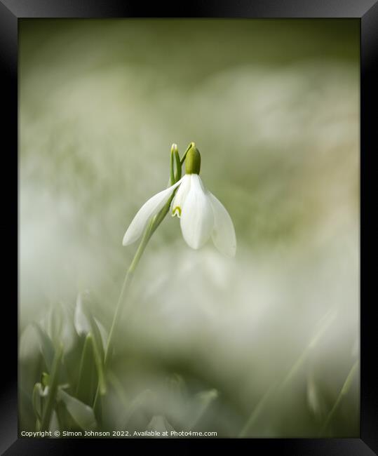  Snowdrop flower Framed Print by Simon Johnson