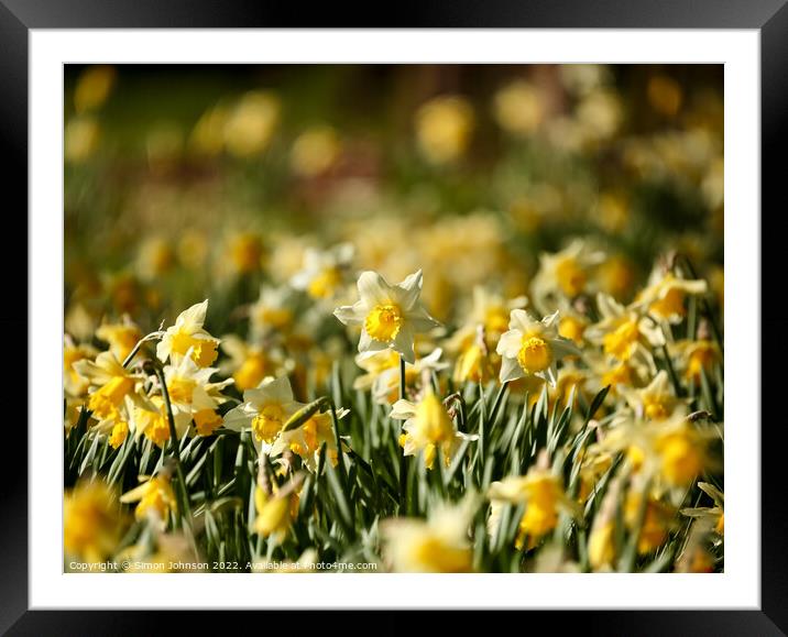 A host of golden daffodils Framed Mounted Print by Simon Johnson