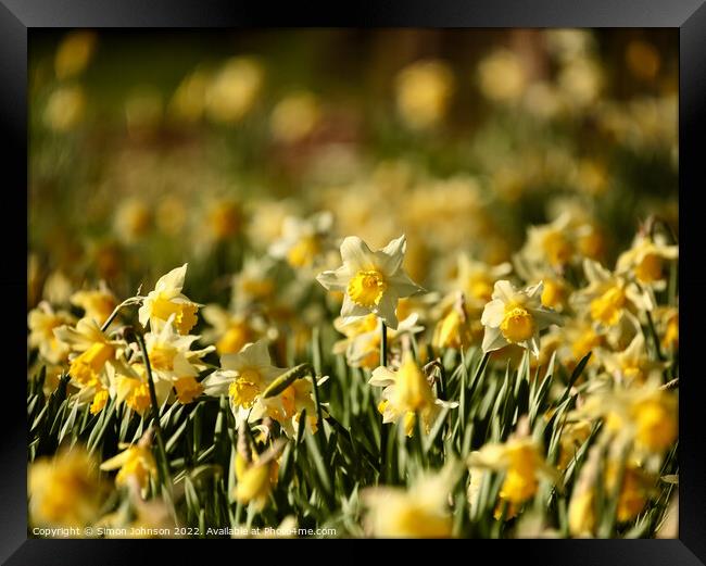 sunlit daffodils  Framed Print by Simon Johnson