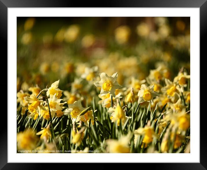 sunlit daffodils  Framed Mounted Print by Simon Johnson