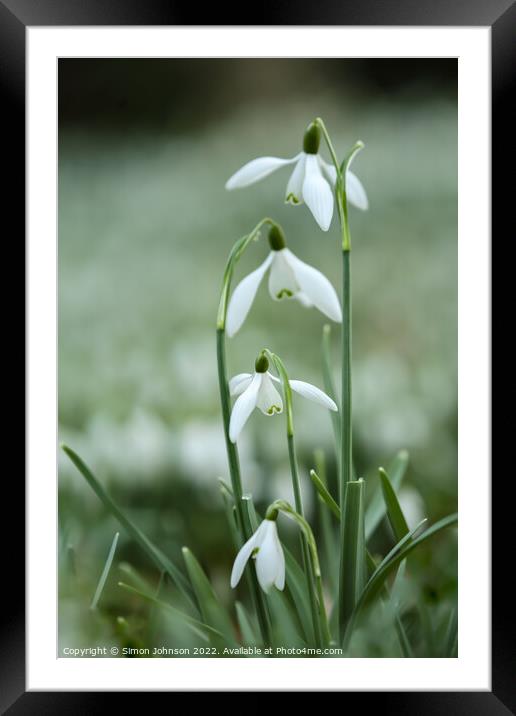 Snowdrop hierarchy  Framed Mounted Print by Simon Johnson
