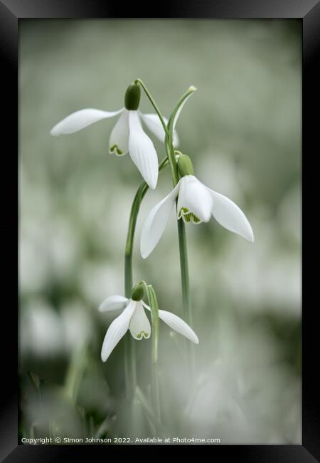Tripple Snowdrop flowers Framed Print by Simon Johnson
