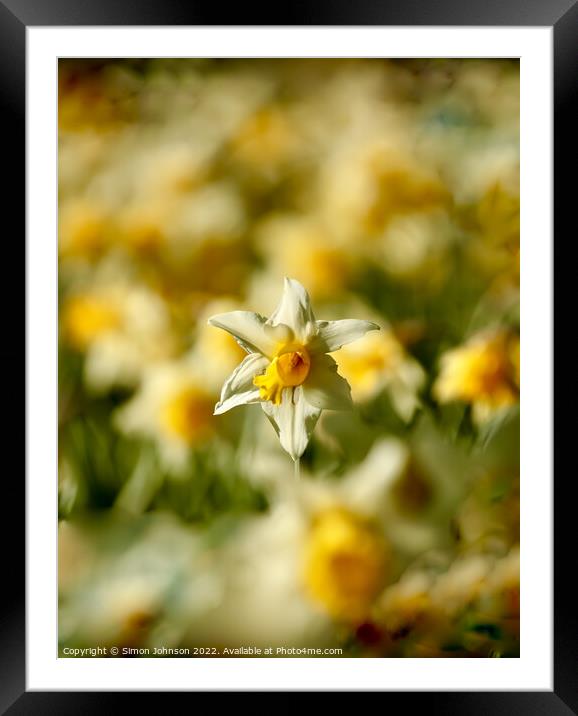 sunlit daffodil  Framed Mounted Print by Simon Johnson