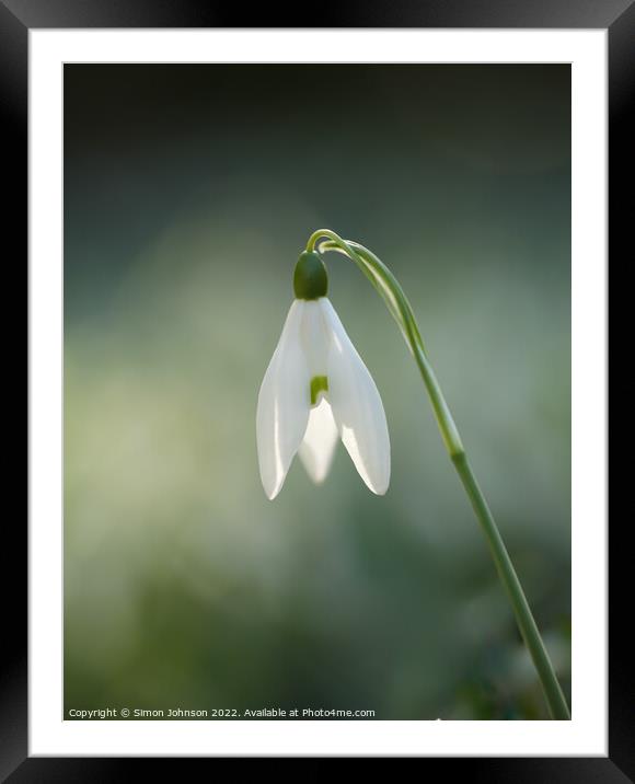 Snowdrop Framed Mounted Print by Simon Johnson