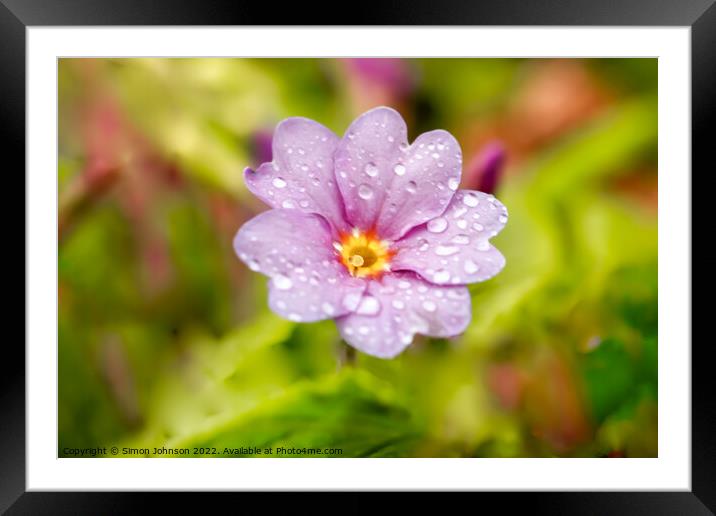 Primrose  Framed Mounted Print by Simon Johnson