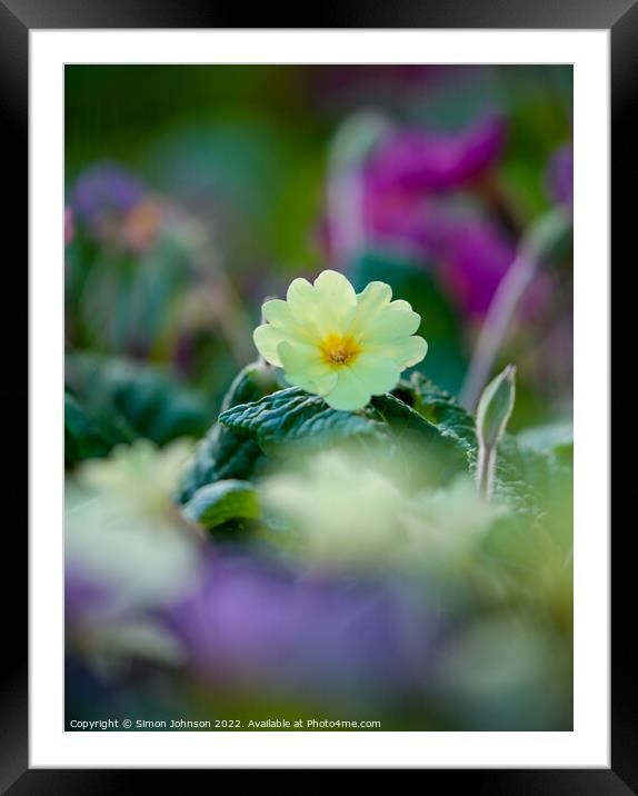 backlit primrose Framed Mounted Print by Simon Johnson