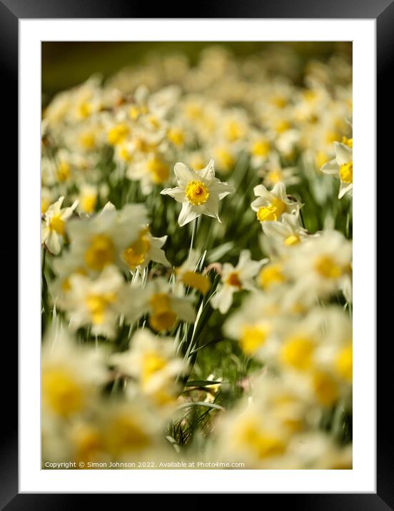 Daffodils   Framed Mounted Print by Simon Johnson