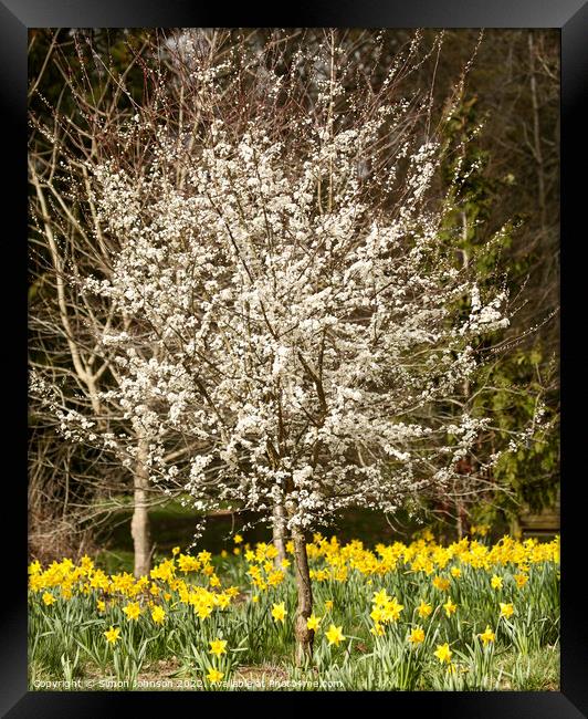 Spring blossom and flowers Framed Print by Simon Johnson