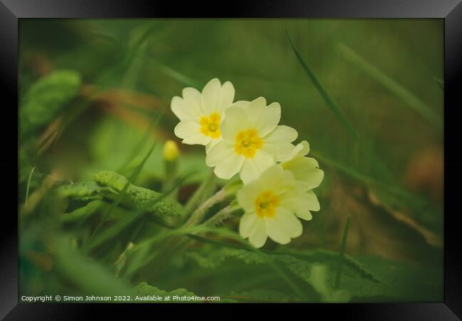 Tripple Primrose  flower Framed Print by Simon Johnson