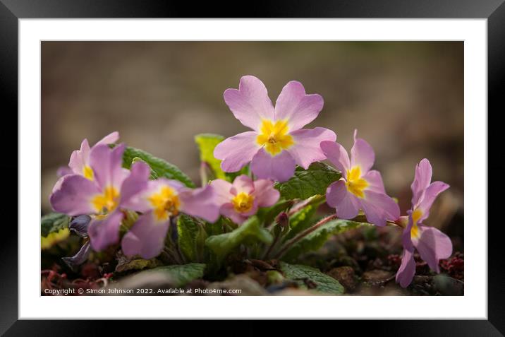 Primrose flowers Framed Mounted Print by Simon Johnson