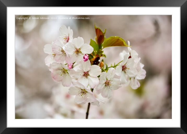 spring blossom Framed Mounted Print by Simon Johnson