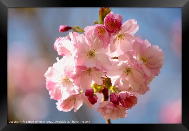 spring Cherry Blossom Framed Print by Simon Johnson