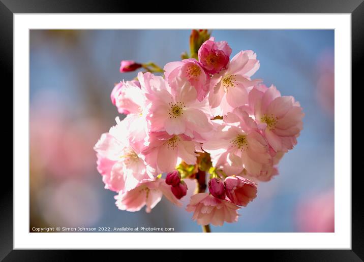spring Cherry Blossom Framed Mounted Print by Simon Johnson