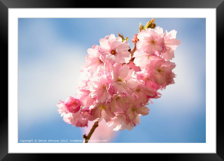 Cherry Blossom In the breeze Framed Mounted Print by Simon Johnson