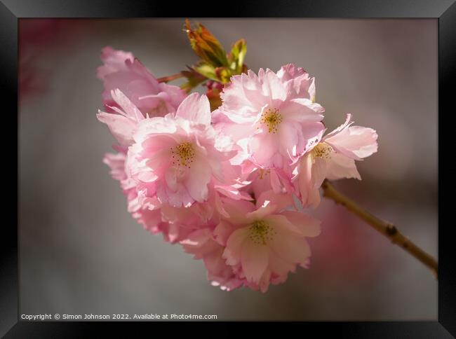 Sunlit Blossom Framed Print by Simon Johnson