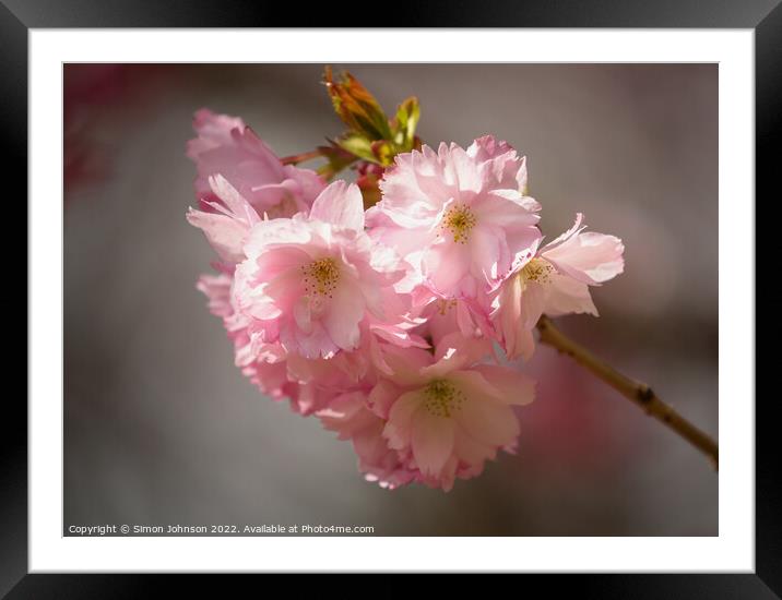 Sunlit Blossom Framed Mounted Print by Simon Johnson