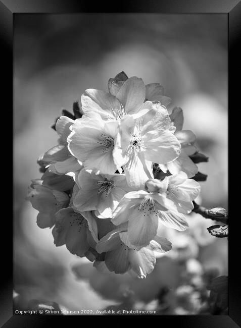 spring Blossom Framed Print by Simon Johnson