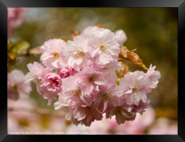 Spring Cherry Blossomr Framed Print by Simon Johnson