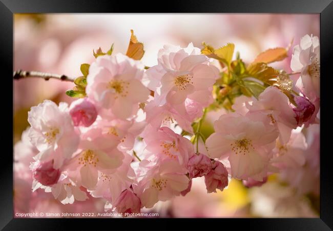 Cherry Blossom Framed Print by Simon Johnson