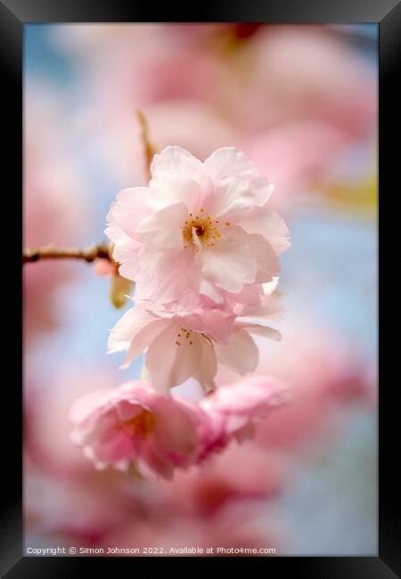 Spring Blossom Framed Print by Simon Johnson