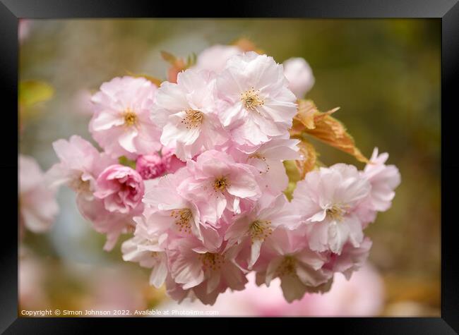 Cherry Blossom Framed Print by Simon Johnson