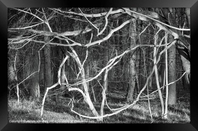 woodland chaos Framed Print by Simon Johnson