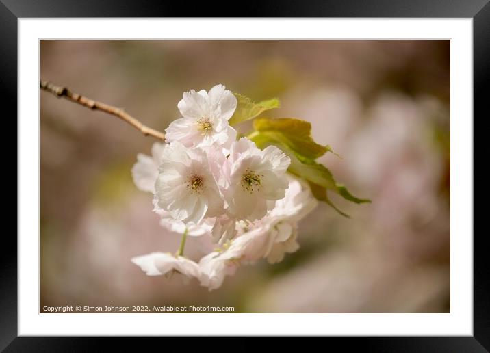 sunlit wind blown spring blossom Framed Mounted Print by Simon Johnson