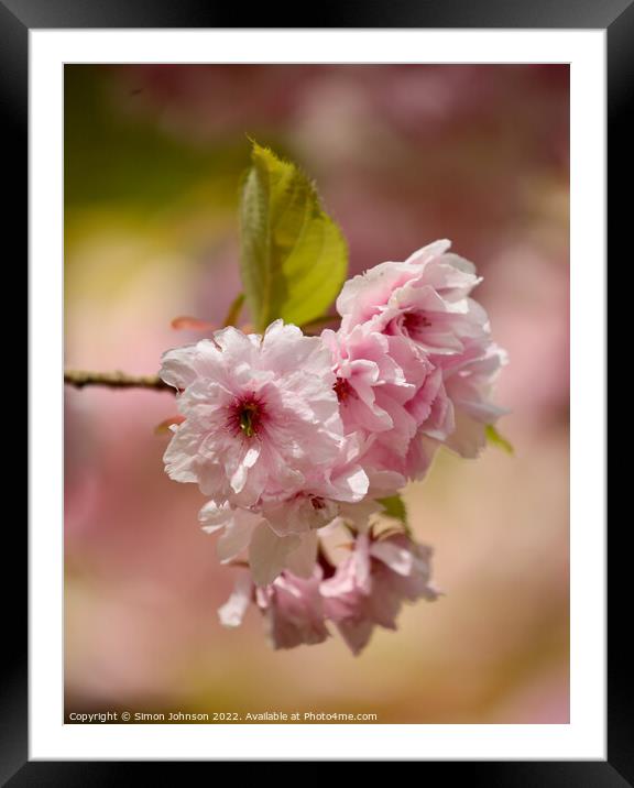 pink Cherry Blossom Framed Mounted Print by Simon Johnson