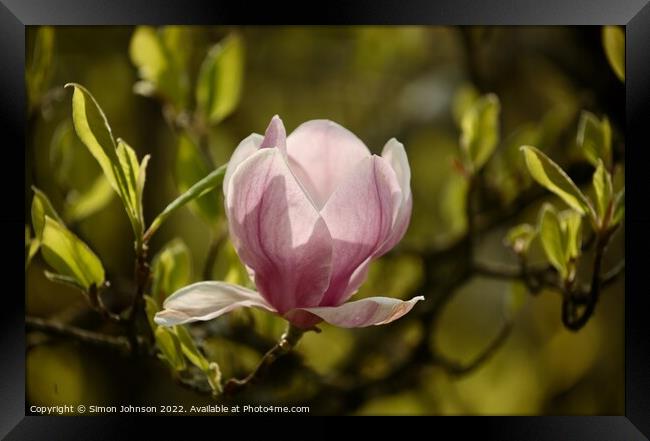 Plant flower Framed Print by Simon Johnson