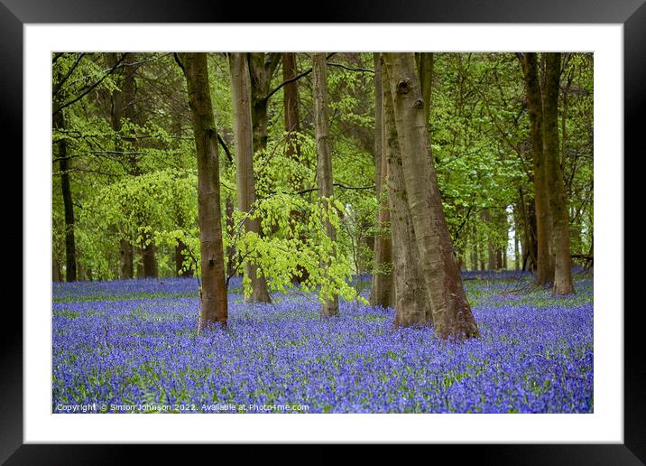 bluebell woodland Framed Mounted Print by Simon Johnson