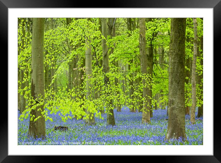 luminous Bluebell woodland Framed Mounted Print by Simon Johnson