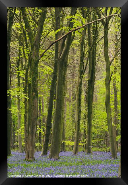 Woodland bluebells Framed Print by Simon Johnson