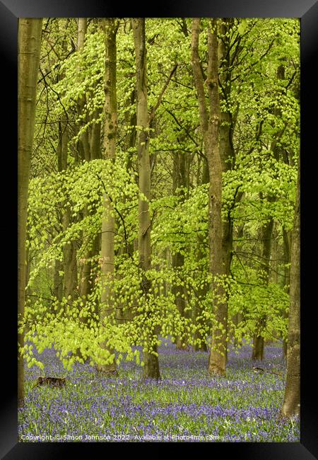 Beech woodland and bluebells Framed Print by Simon Johnson
