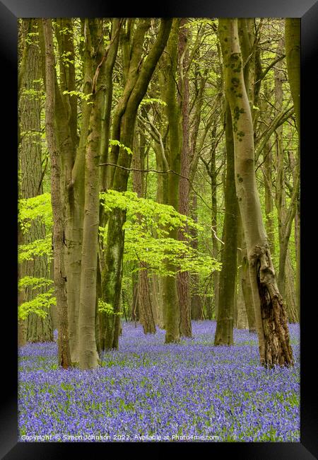 Bluebell Woods Framed Print by Simon Johnson