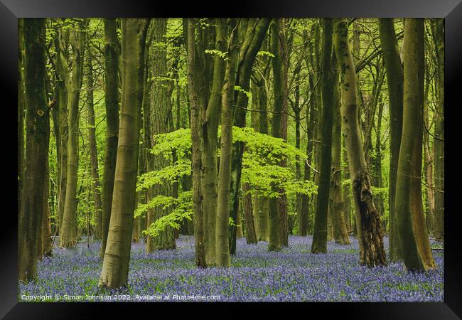bluebell woodland Framed Print by Simon Johnson
