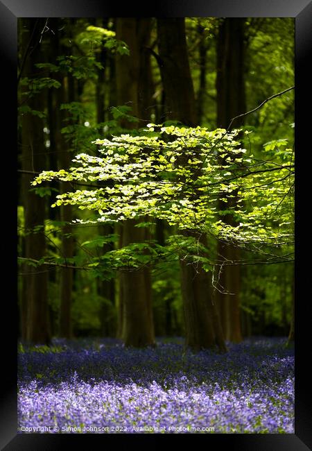 Sunlit leaves and bluebells Framed Print by Simon Johnson
