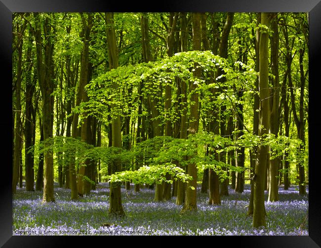 Bluebell Woodland Framed Print by Simon Johnson