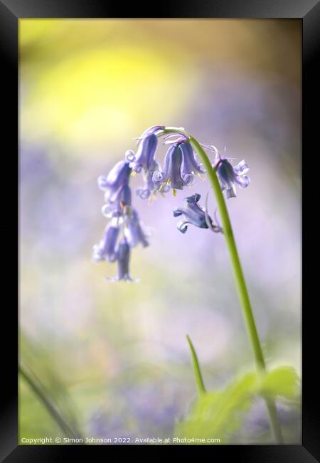 bluebell flower Framed Print by Simon Johnson