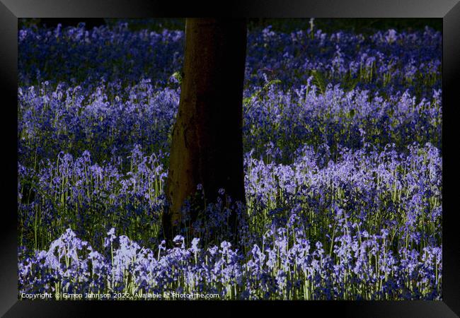 Plant flower Framed Print by Simon Johnson